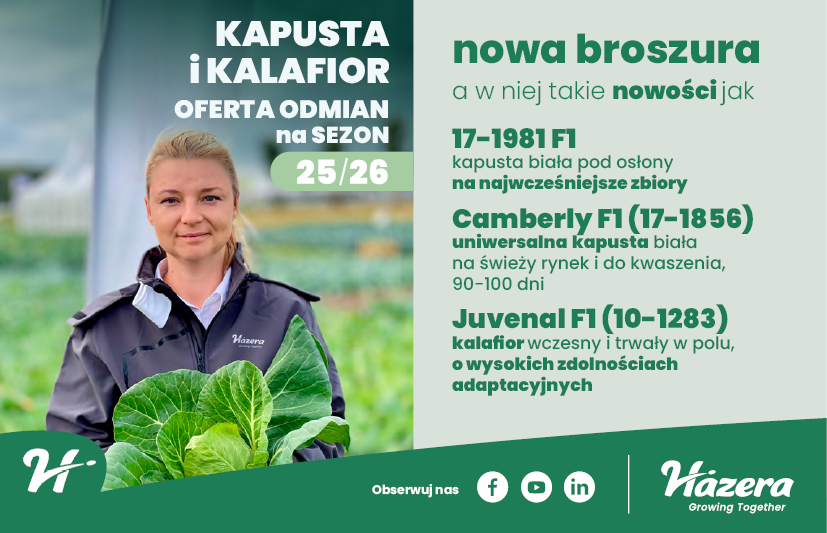 Hazera 2026_baner_podoslonami_broszura KAPUSTA KALAFIOR_620X400_artykuł