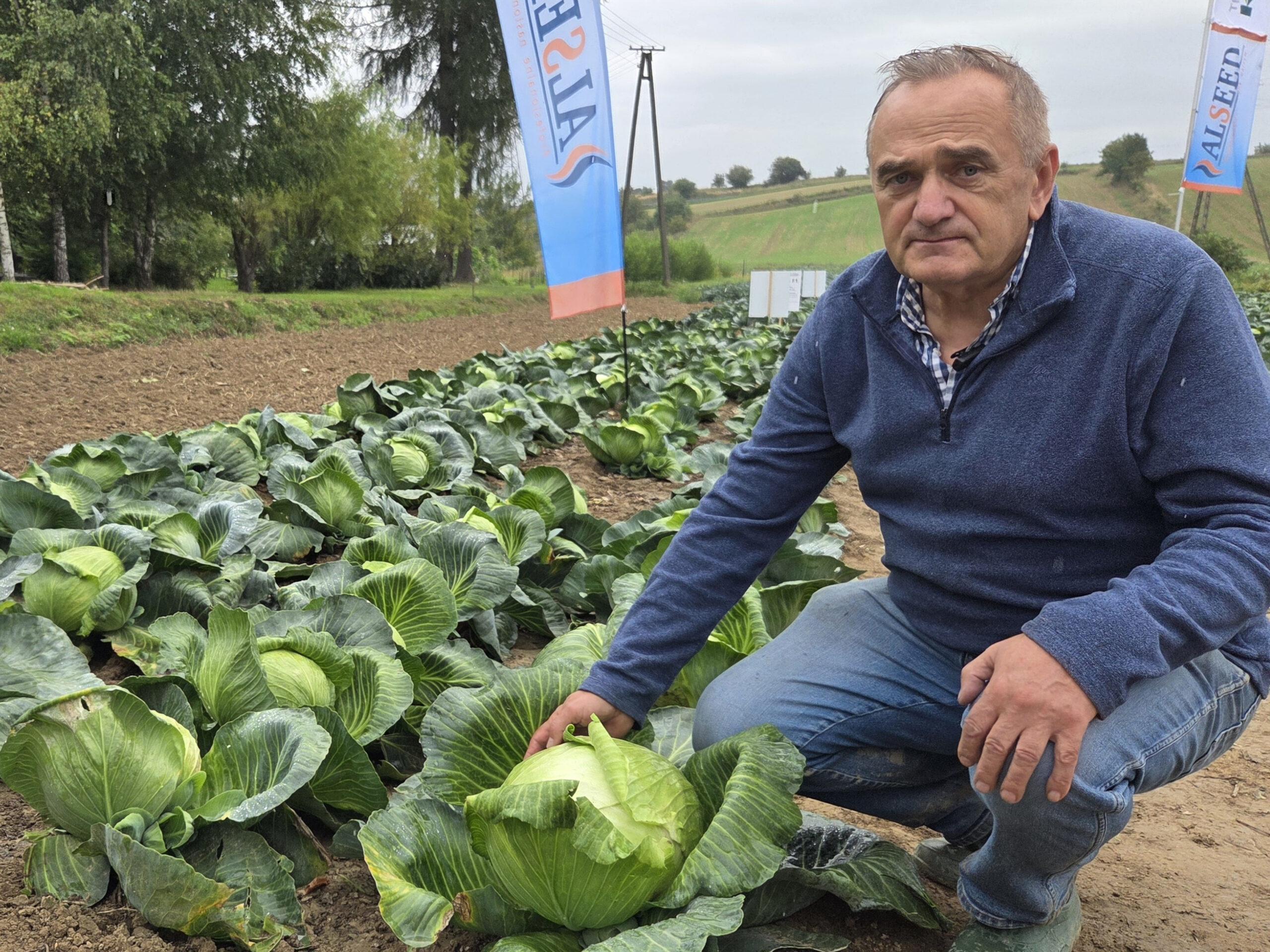 Antoni Lipniewski z firmy Alseed prezentuje kapustę KBN117 F1 polecaną do przechowywania i kiszenia, fot. PB