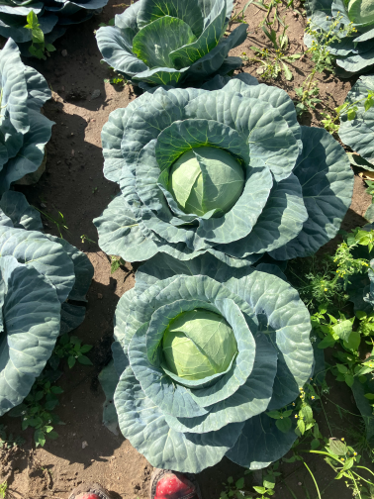 Blue Dynasty, fot. Seminis