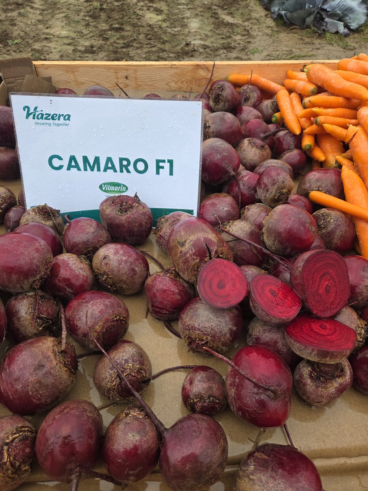 Burak ćwikłowy w odmianie Camaro F1, fot. PB