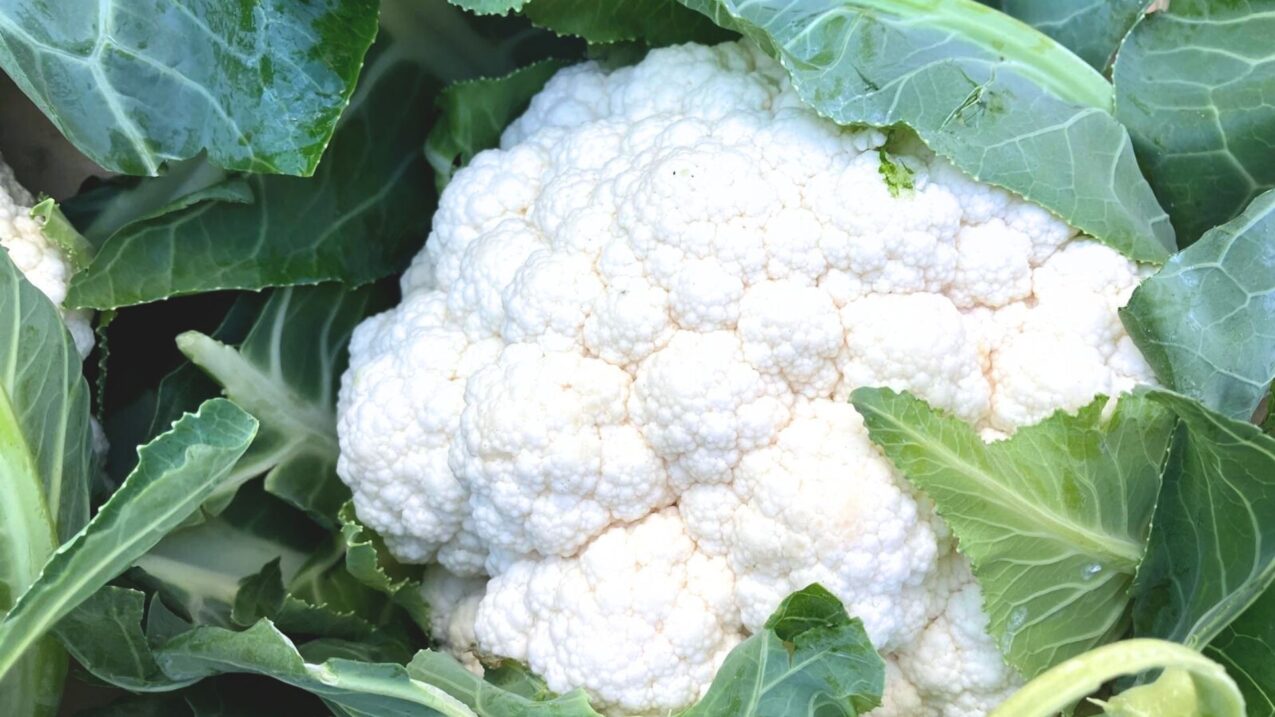 Cardex, fot. Seminis