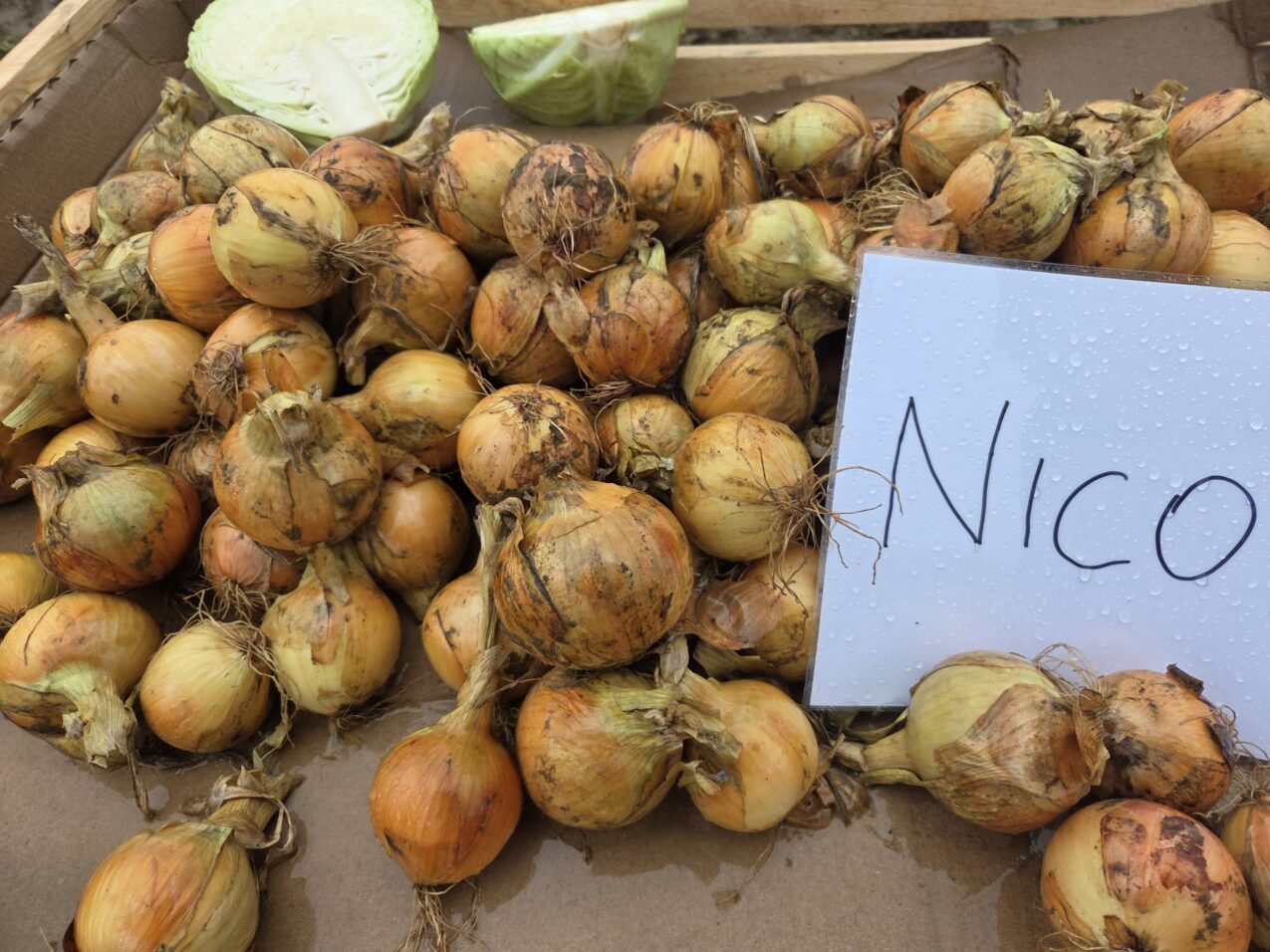 Cebula Nico F1, fot. PB