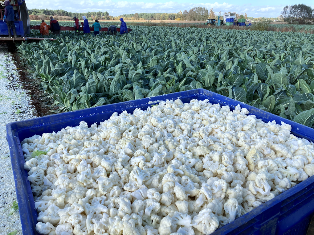 Fortaleza, fot. Seminis