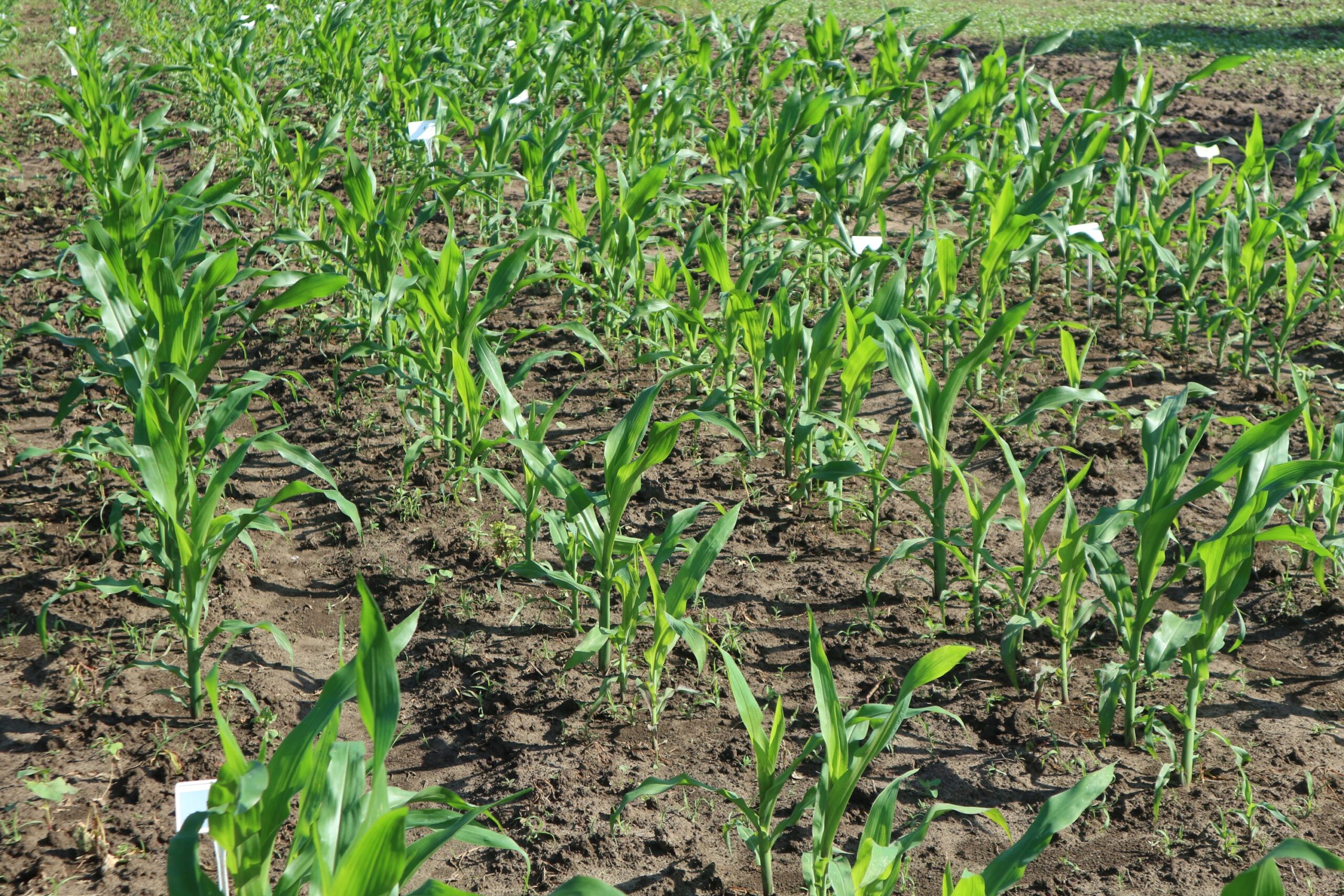 Kukurydza stanowi coraz popularniejszą uprawę w Polsce, fot. PB