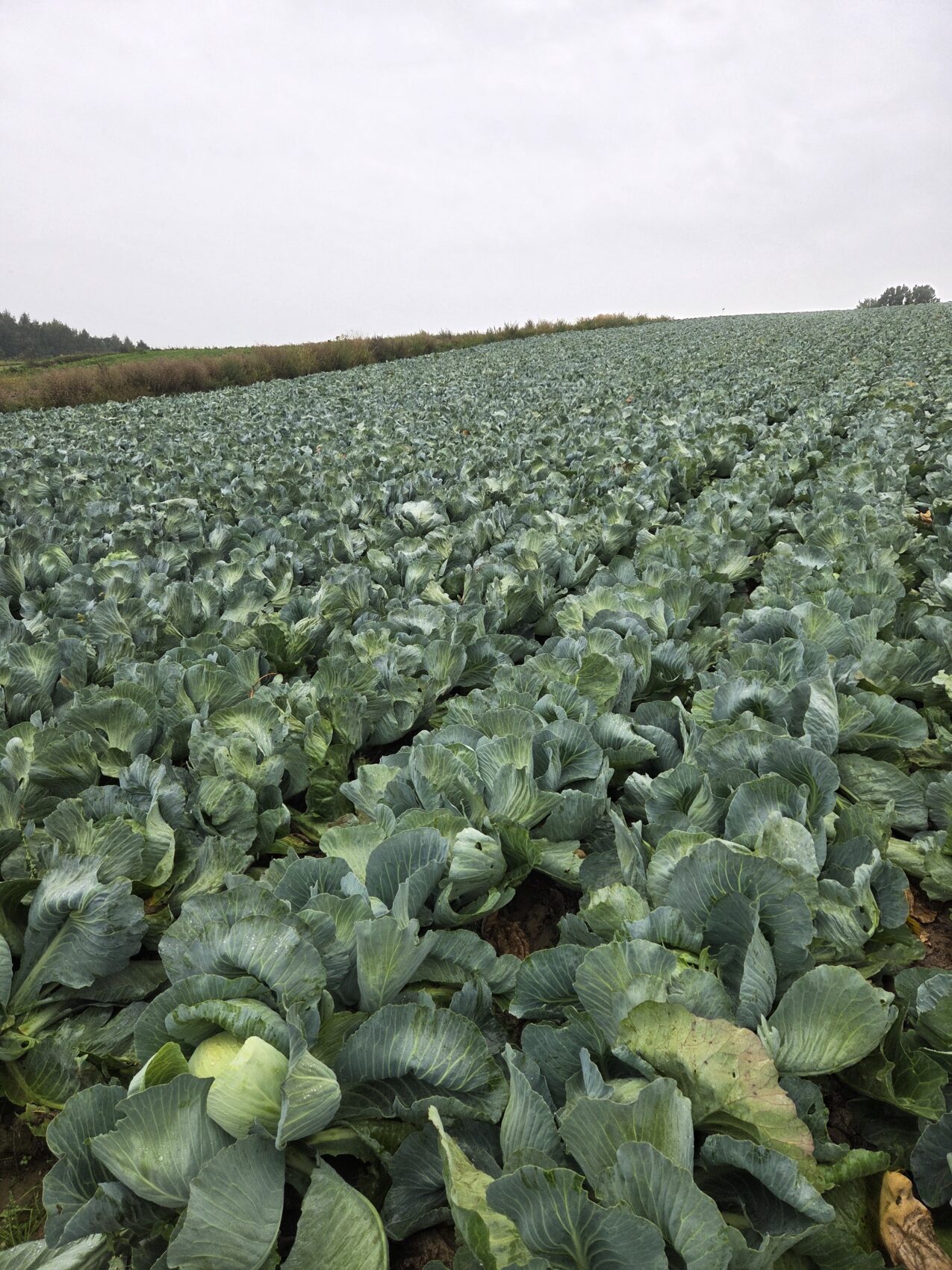 Kapusta Campbell F1, fot. PB