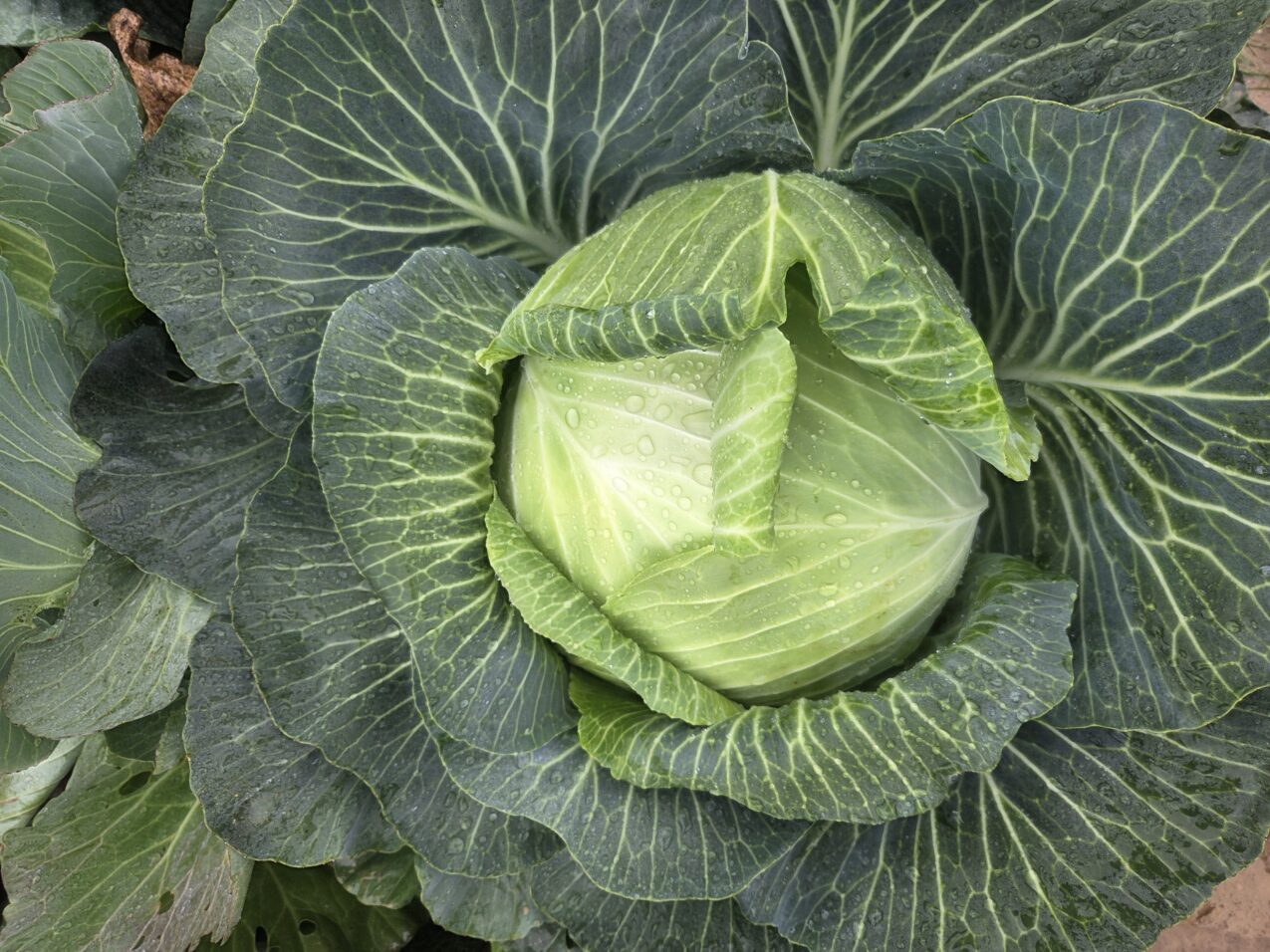 Kapusta Commander F1, fot. PB