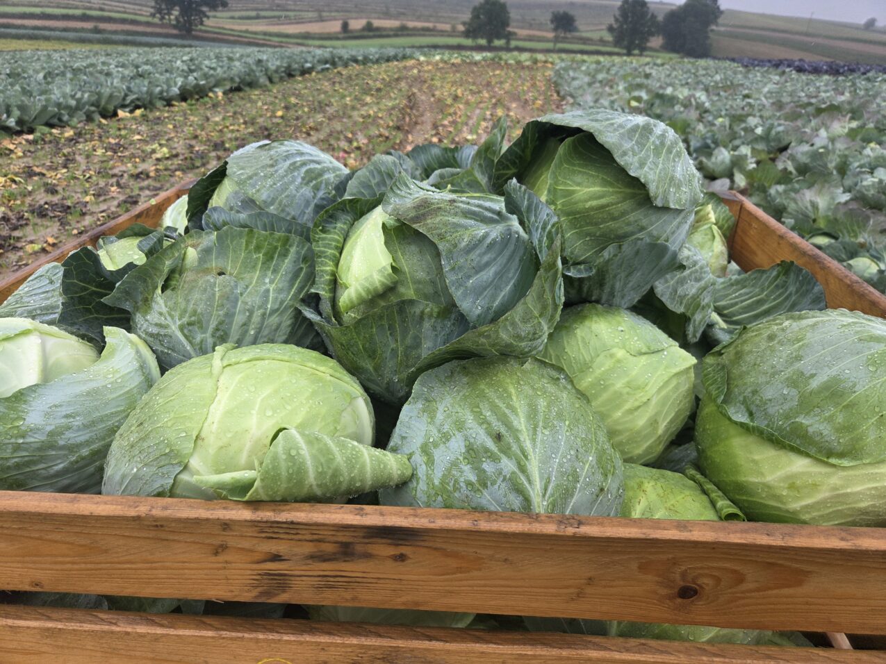 Kapusta Coronation F1, fot. PB