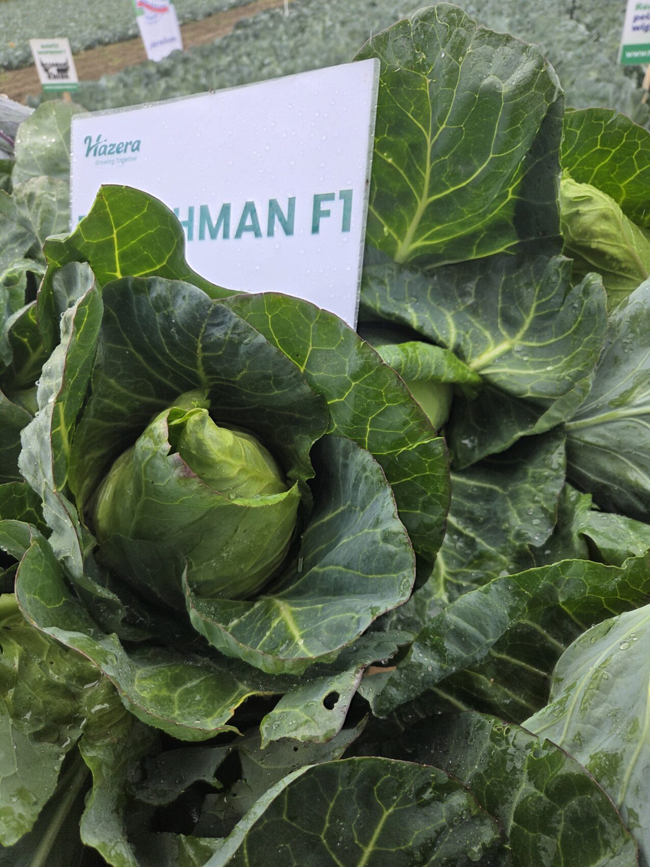 Kapusta Dutchman F1, fot. PB