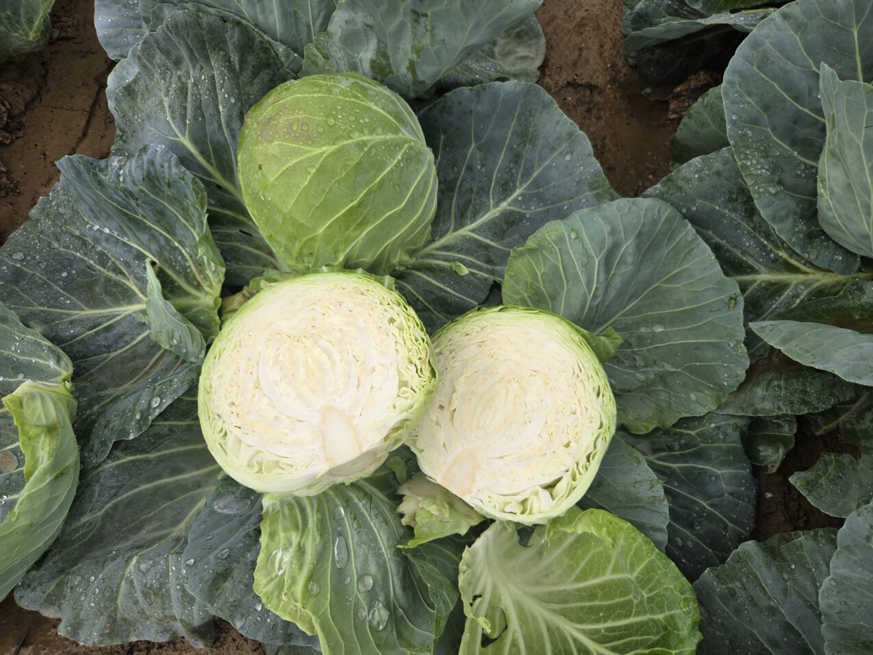 Kapusta Gepard F1, fot. PB