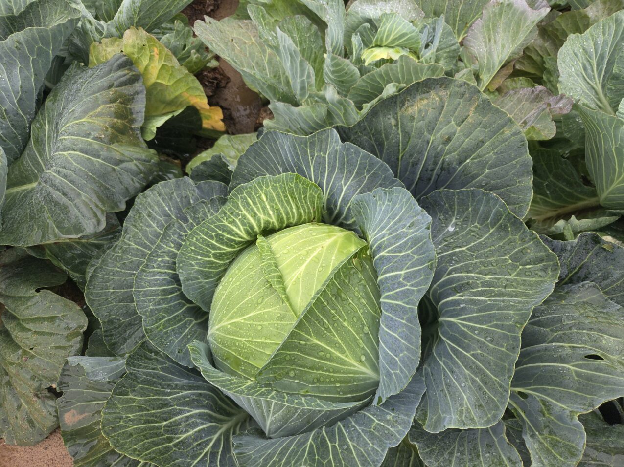 Kapusta Green Lunar F1, fot. PB