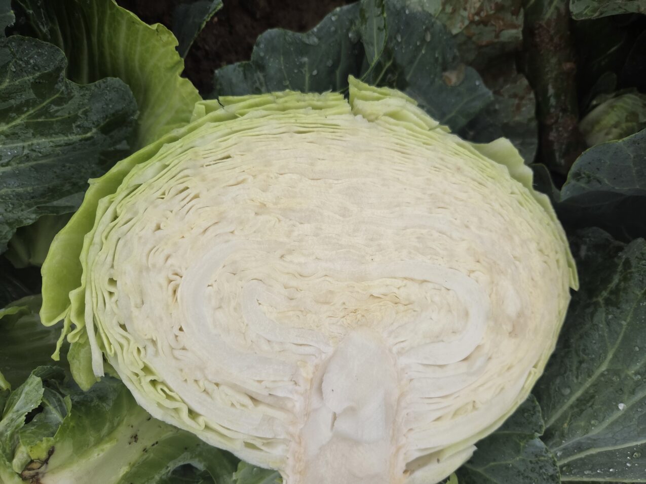 Kapusta Strukta F1, fot. PB