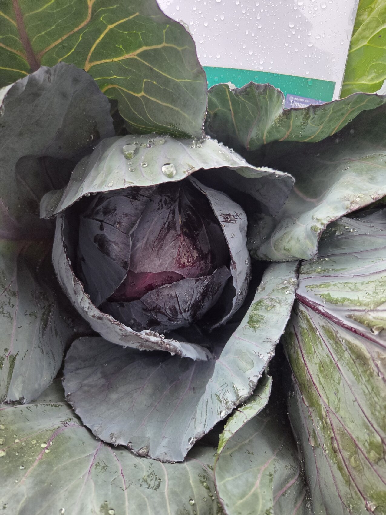 Kapusta czerwona Romanov F1, fot. PB