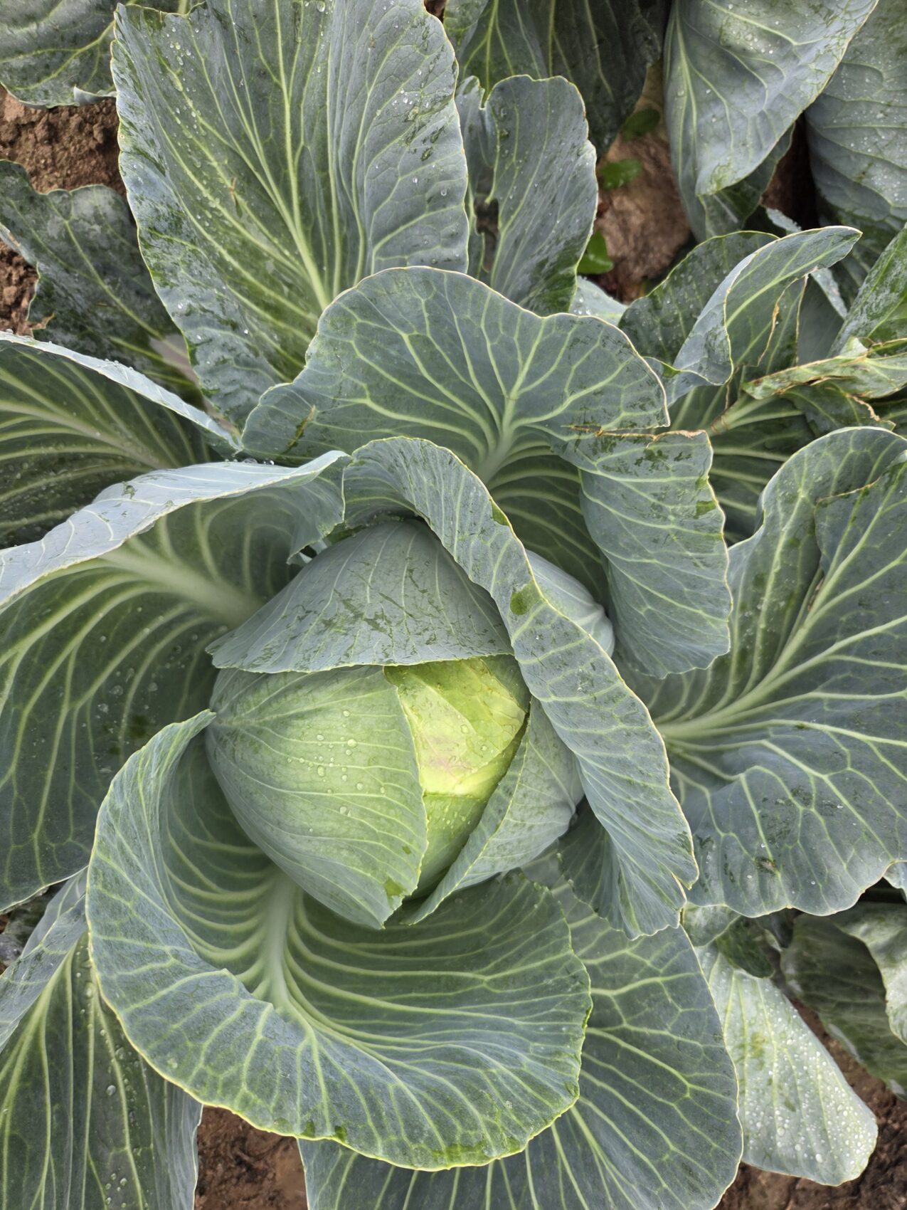 Kapusta pod numerem hodowlanym KBN005 F1, fot. PB