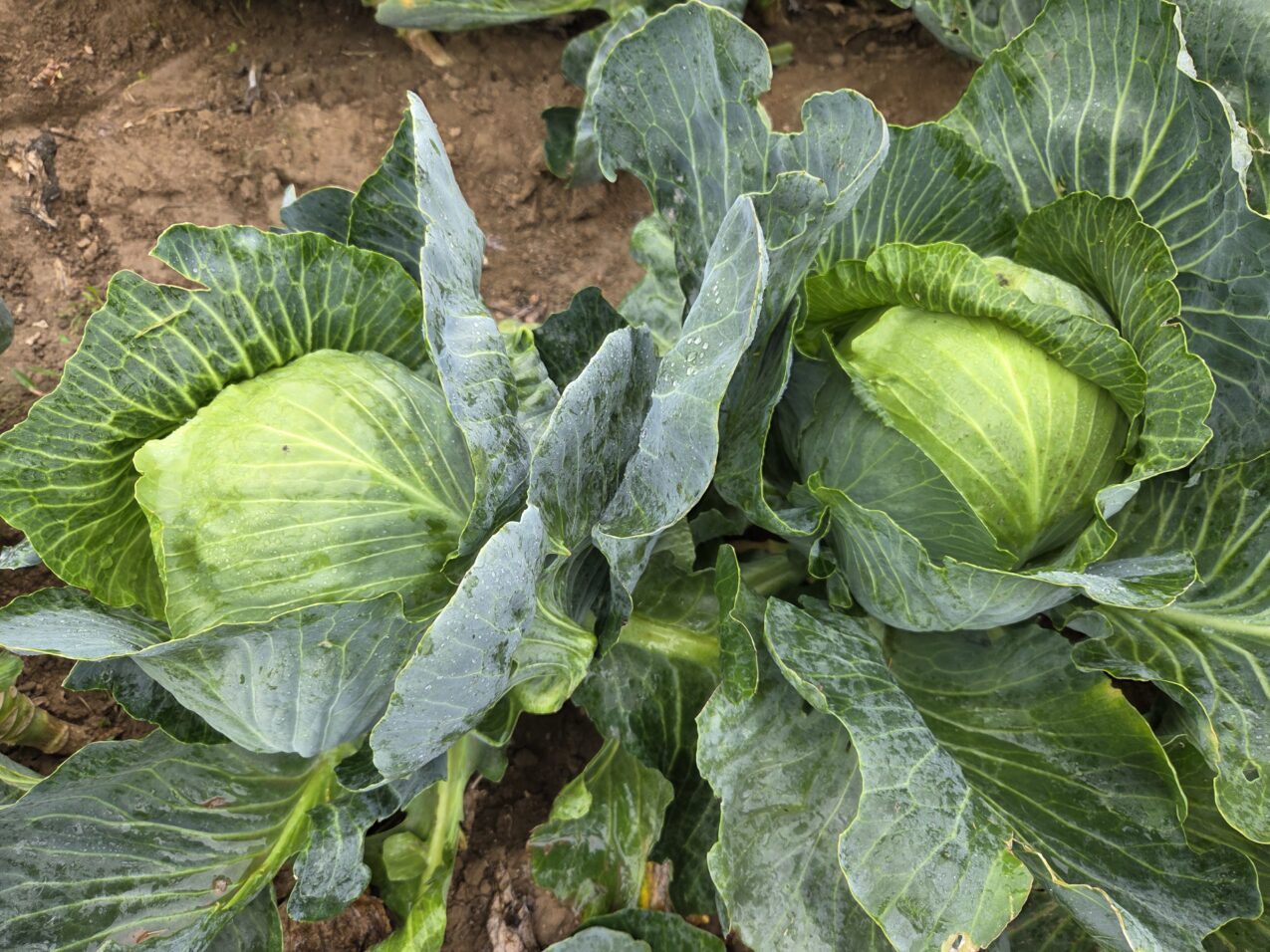 Kapusta pod numerem hodowlanym KBN008 F1, fot. PB