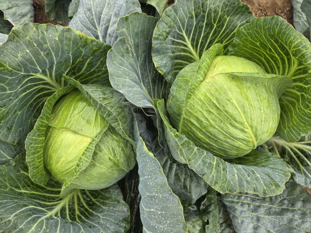 Kapusta pod numerem hodowlanym KBN106 F1, fot. PB