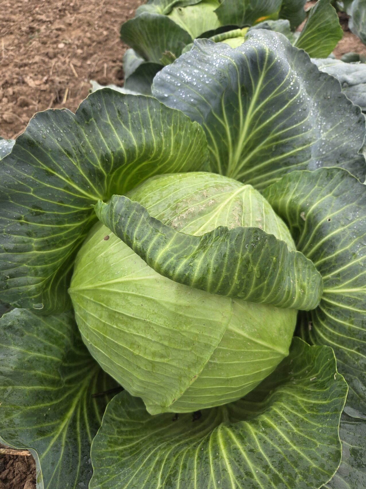 Kapusta pod numerem hodowlanym KBN117 F1, fot. PB