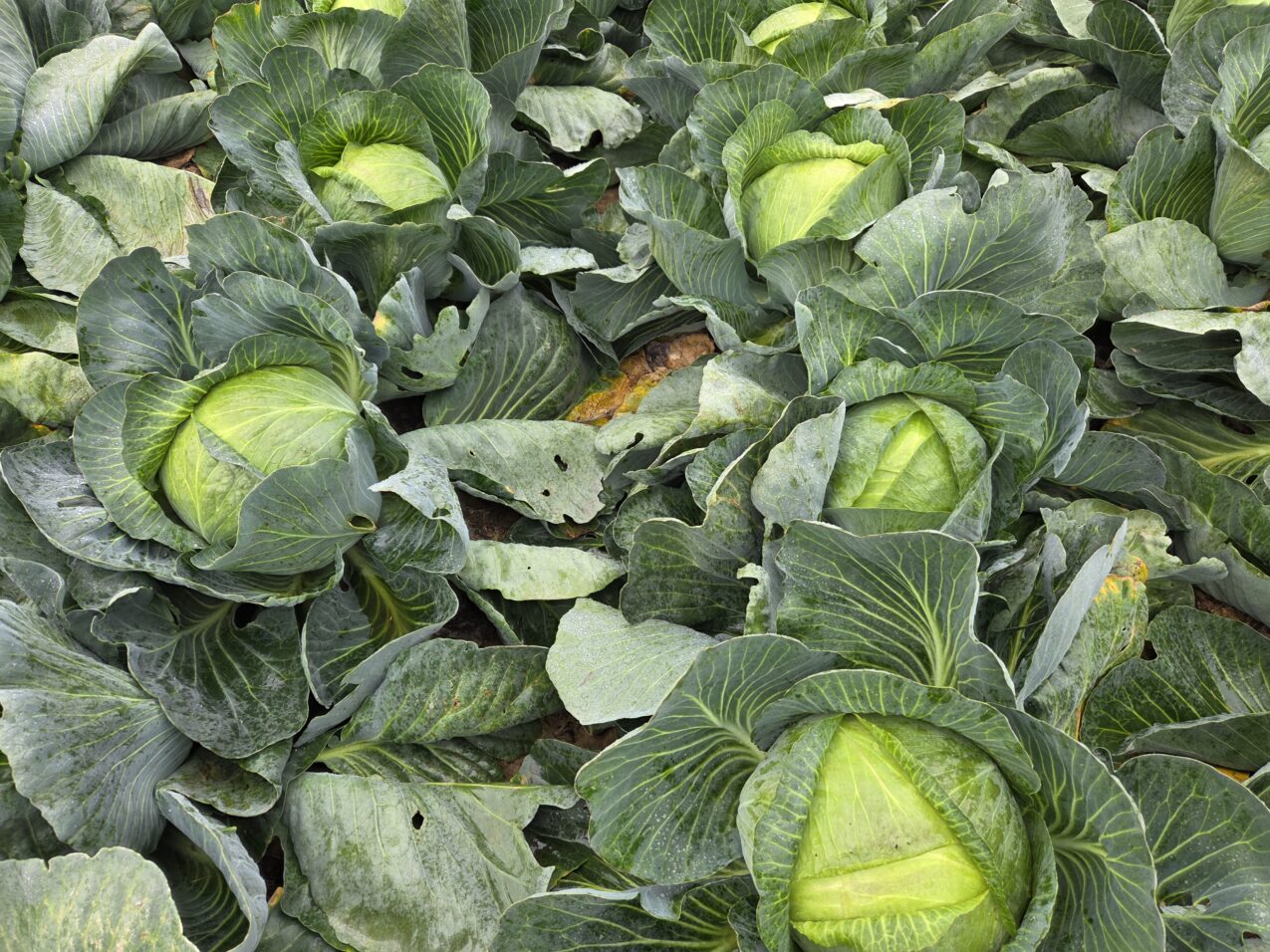 Kapusta pod numerem hodowlanym KBN118 F1, fot. PB