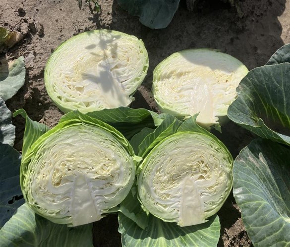 Legenta, fot. Seminis