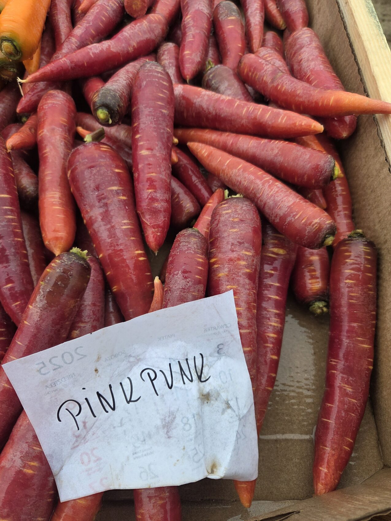 Marchew Pink Punk F1, fot. PB