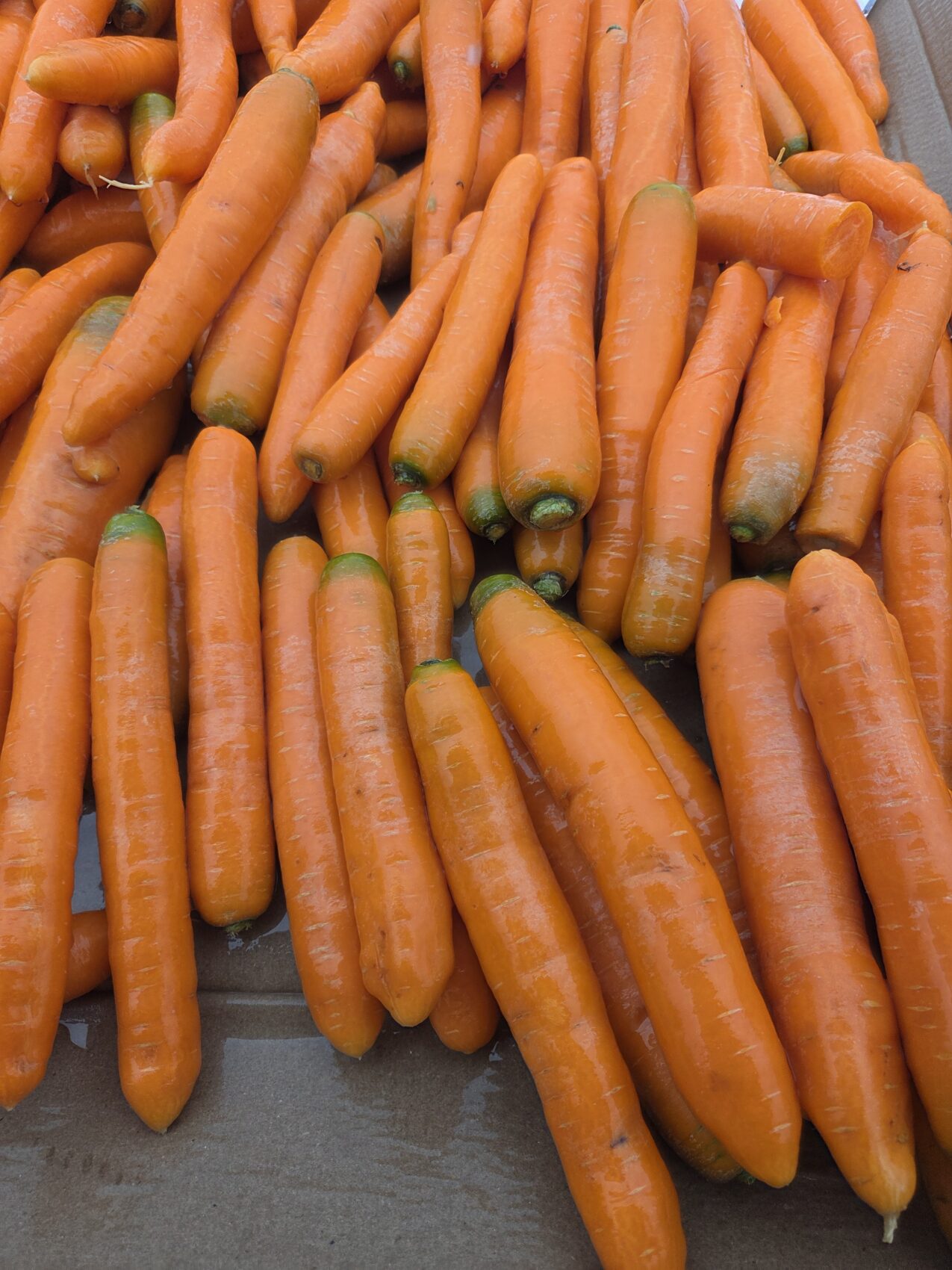 Marchew Speedo F1, fot. PB