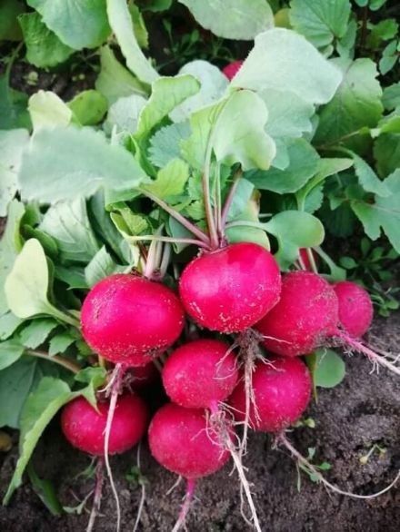 Rzodkiewka Belsay (fot. RZ)