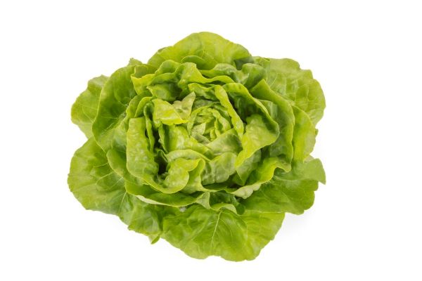 Sałata Abellina (fot. RZ)