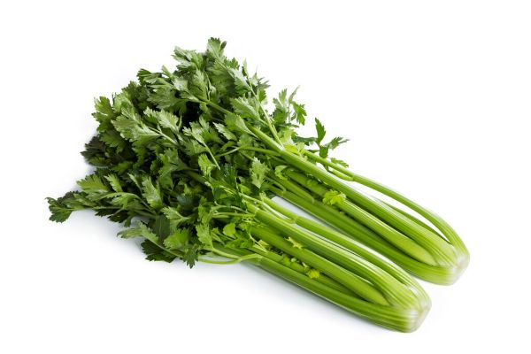 Seler naciowy Tejal (fot. RZ)