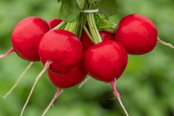 Rzodkiewka Millom (fot. RZ)