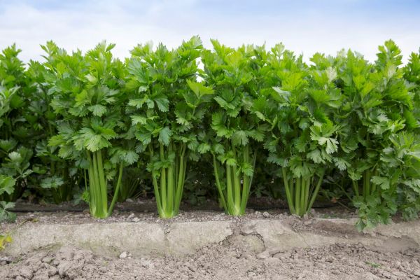 Seler naciowy Kelvin (fot. RZ)