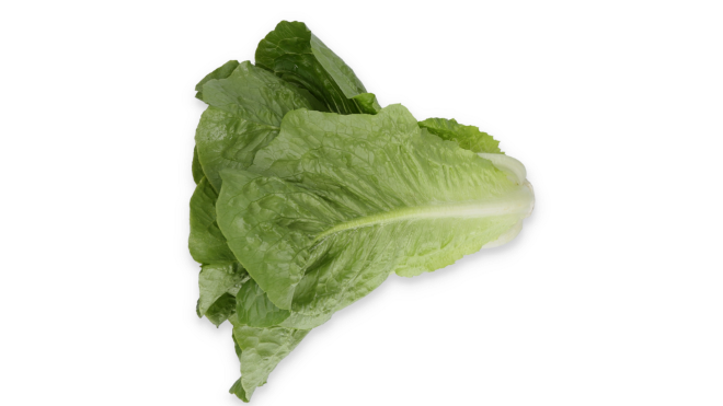 Sałata rzymska Nicodemus (fot. RZ)