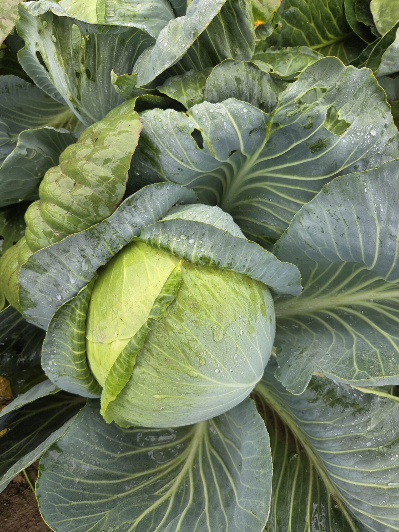 Nowość pod numerem 17-1856 F1, fot. PB