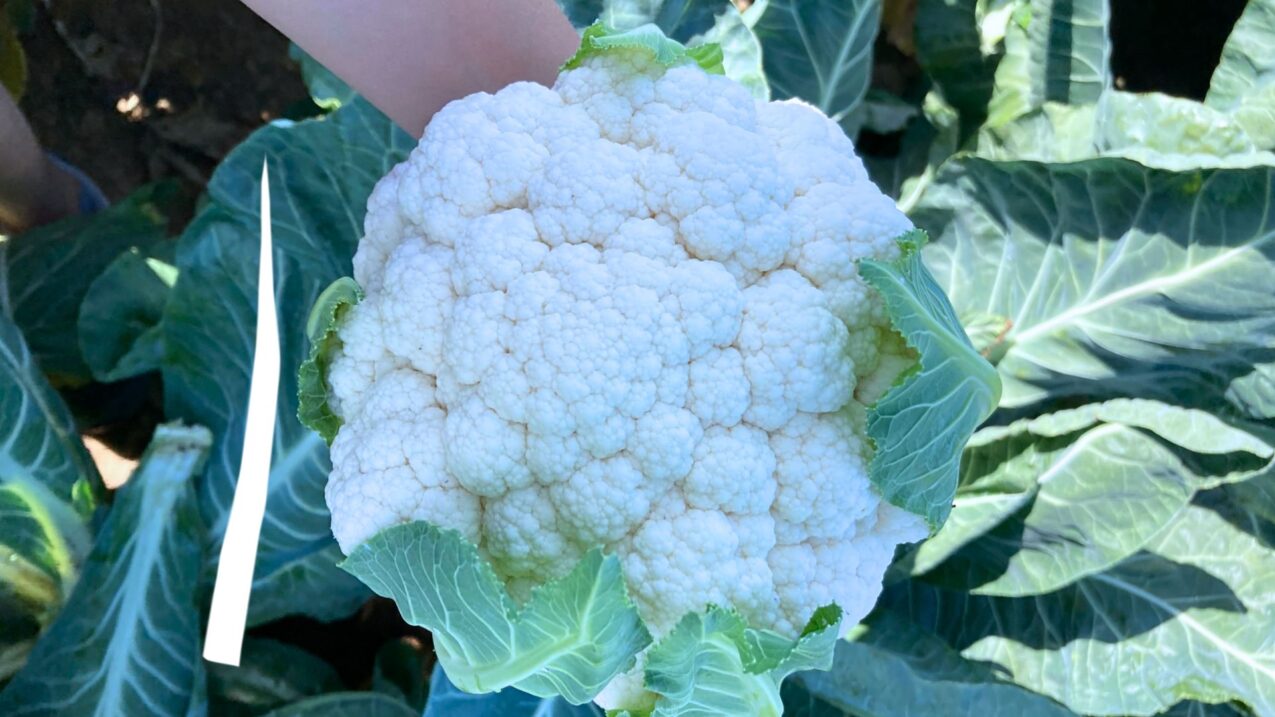 Predazzo, fot. Seminis