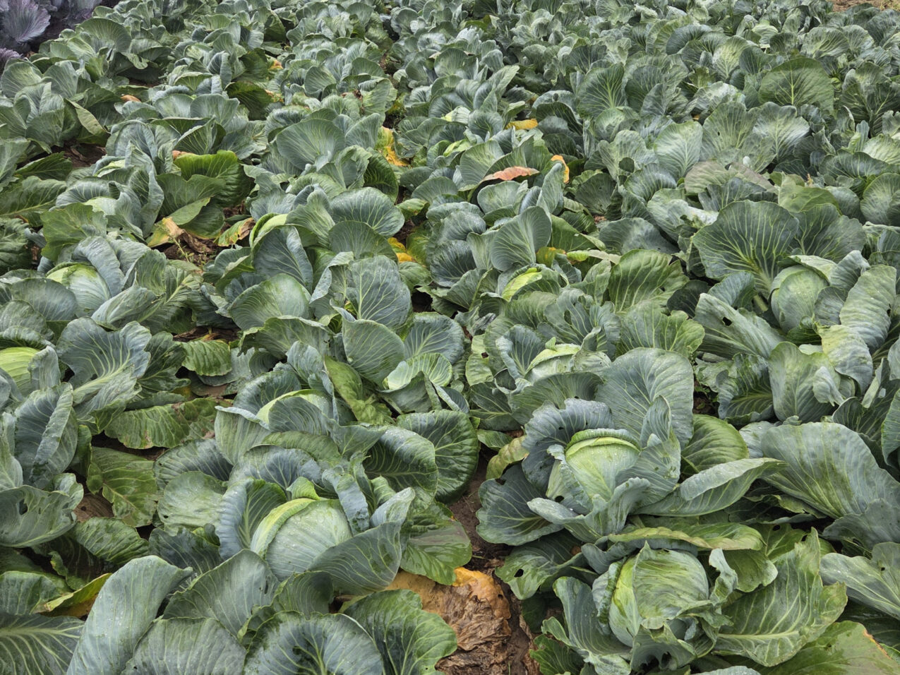 Plantacja kapusty w gospodarstwie Damiana Micyka, fot. PB