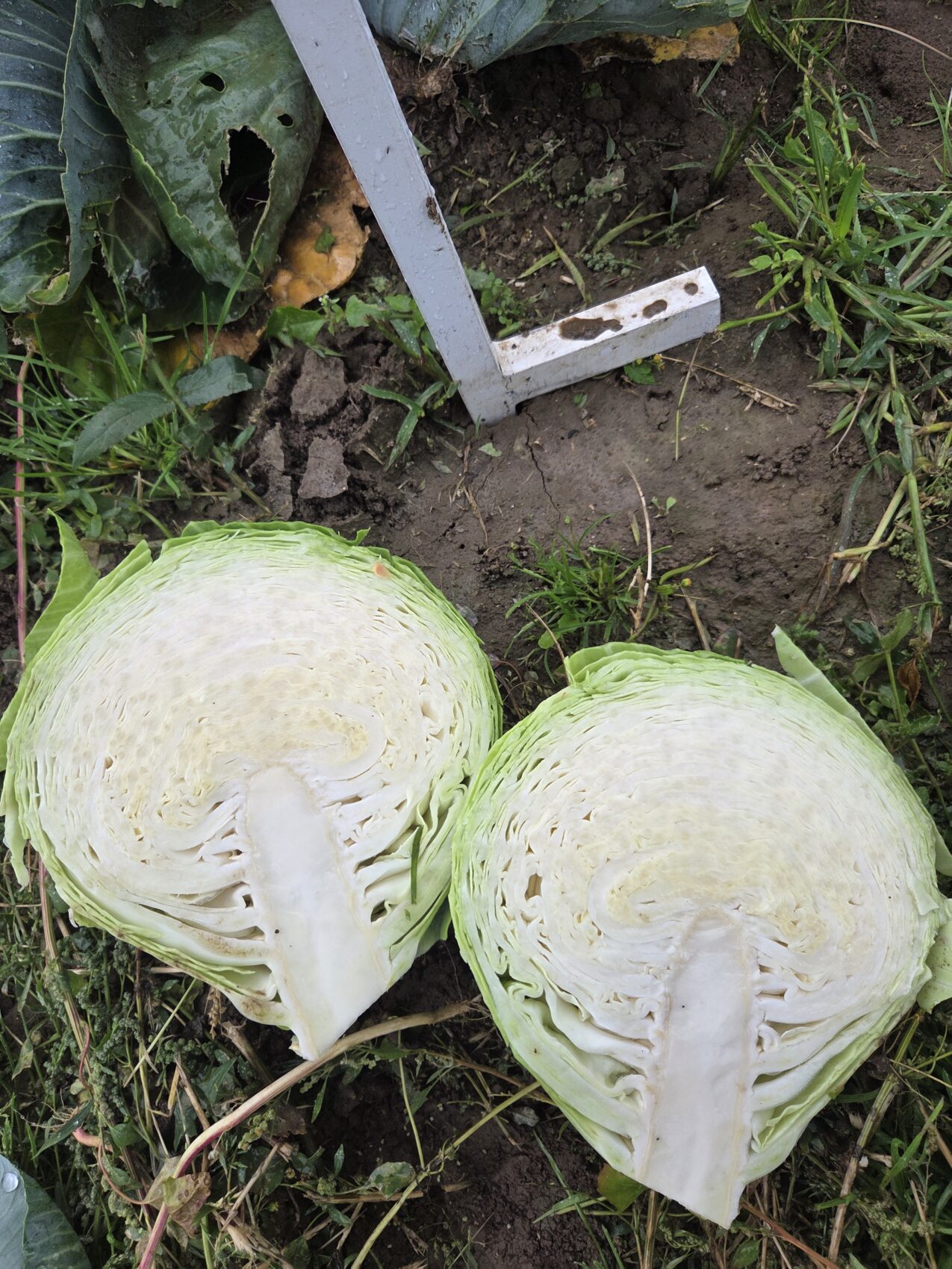 Przekrój główki kapusty 17-1856 F1, fot. PB