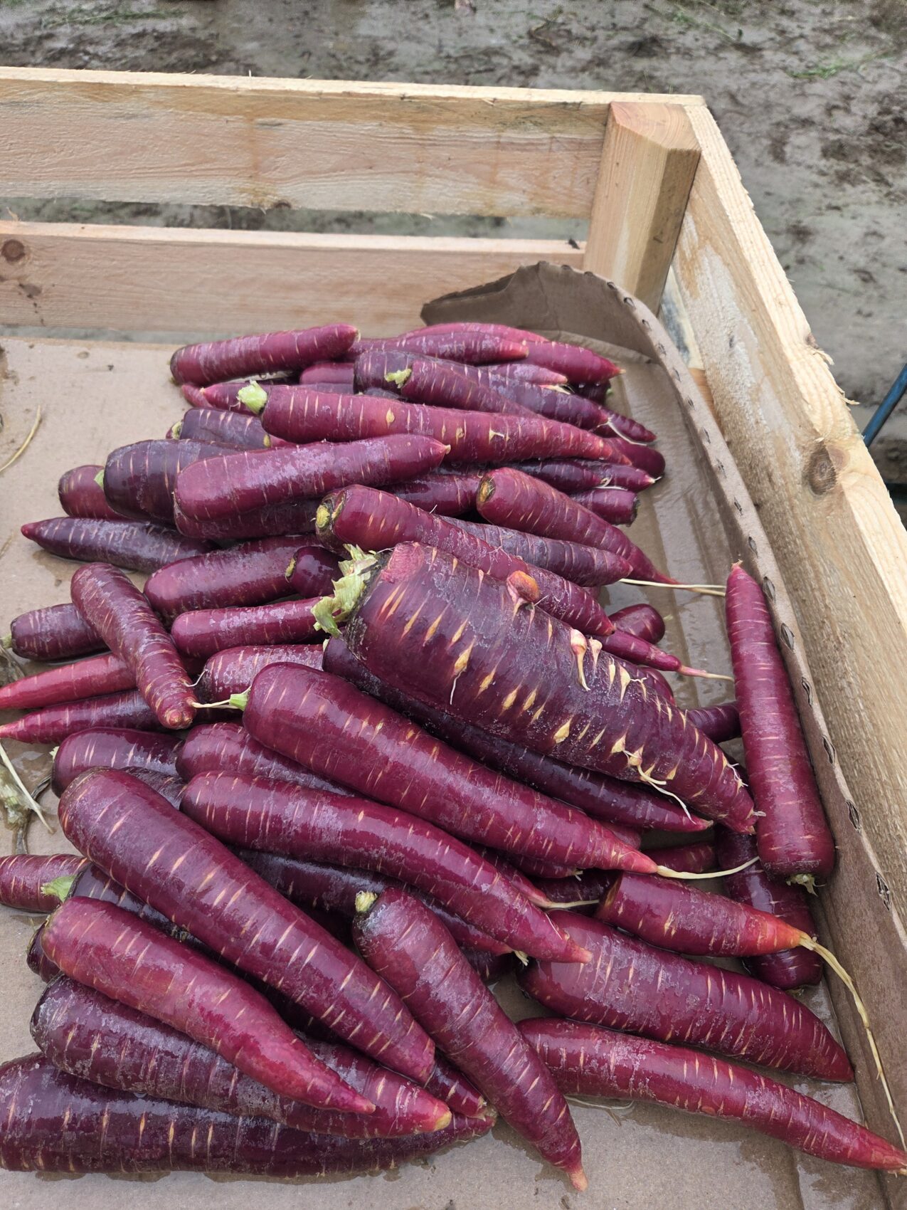 Purple Funk F1, fot. PB