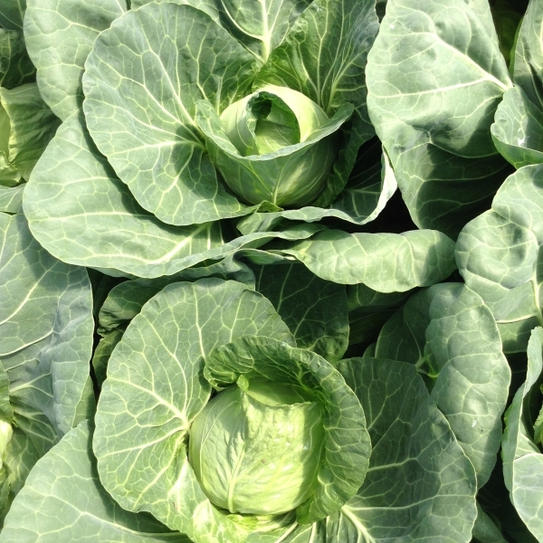 Rapidion, fot. Seminis