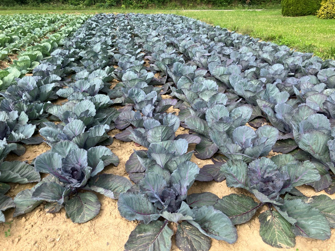 Red Dynasty, fot. Seminis