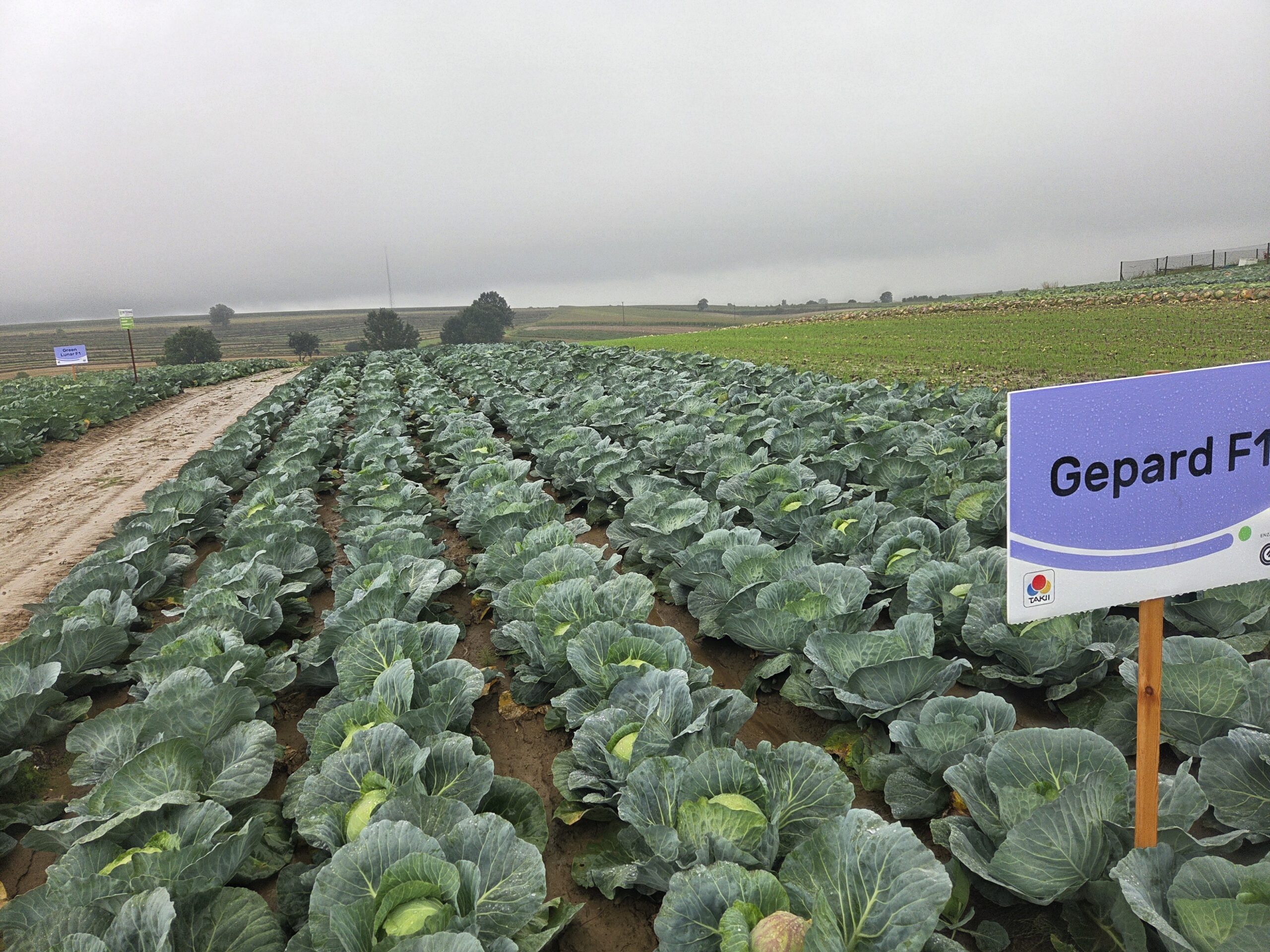 Sprawdzona odmiana Gepard F1 z hodowli Takki Seed, fot. PB