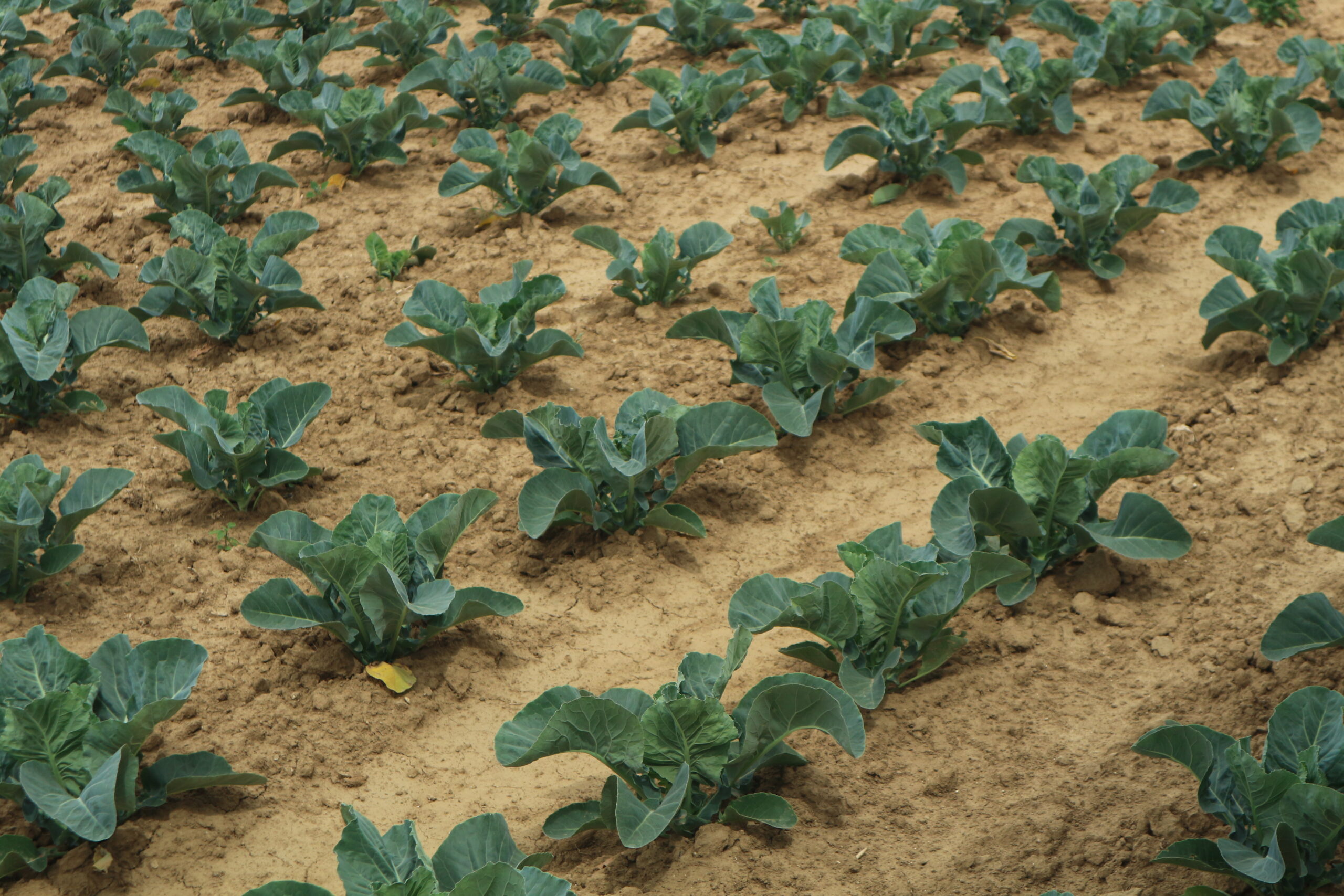 Uprawa kalafiora, fot. PB