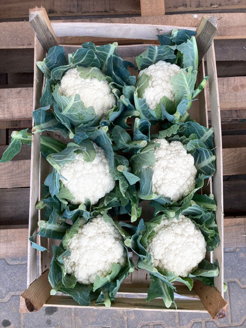 Whitex, fot. Seminis