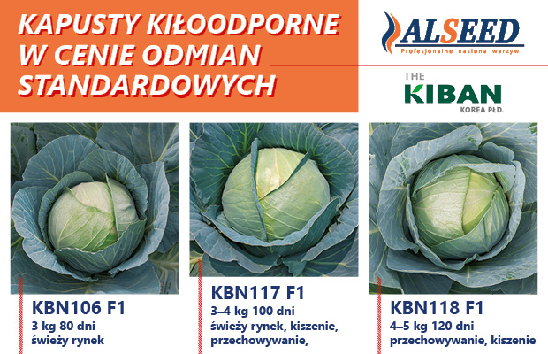 Alseed banner kapusta