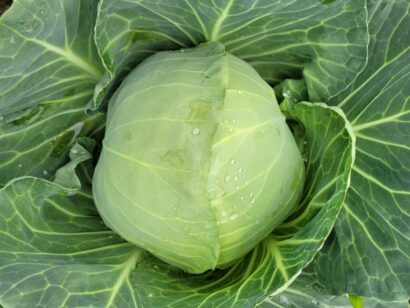 Wczesna kapusta biała Cavallo F1 (17-1757)