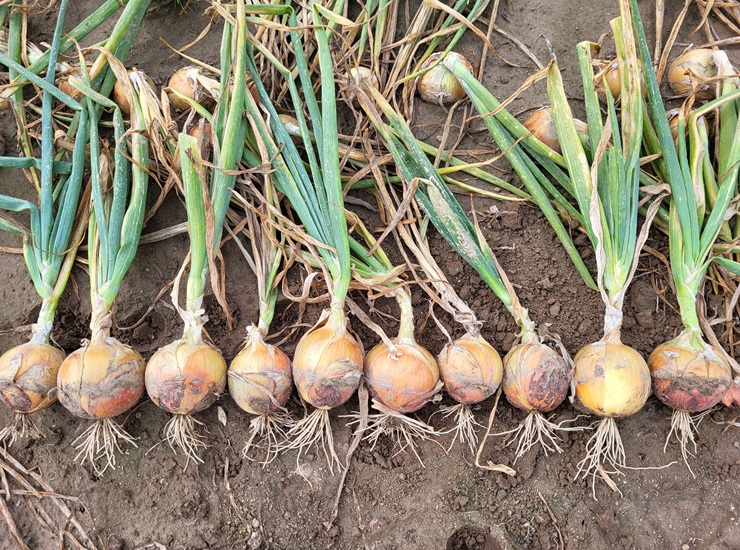 Cebula Bellesco (fot. Hazera)