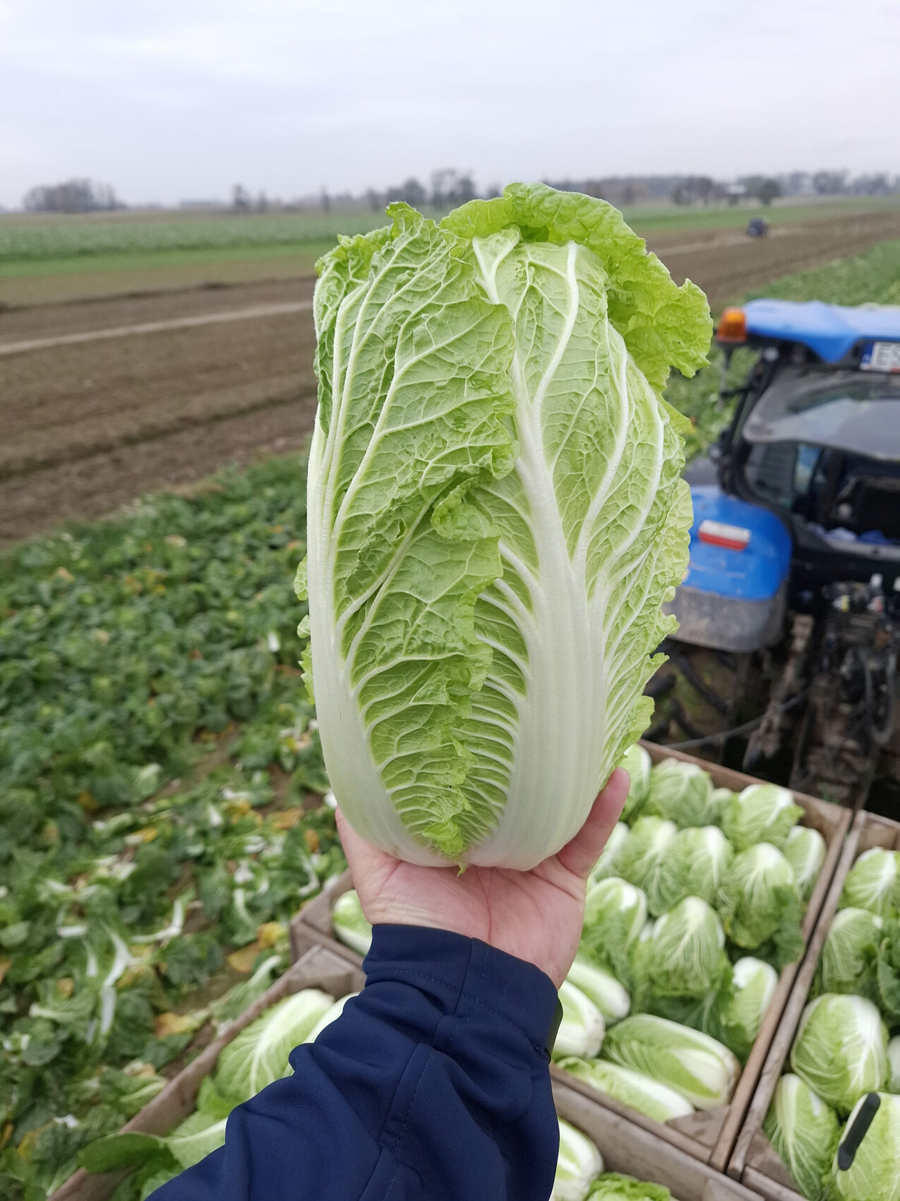 Kapusta pekińska Anakin