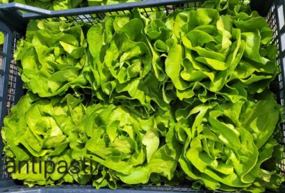 Sałata masłowa Antipasti