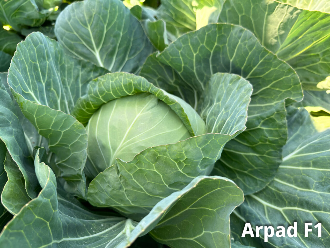 Kapusta głowiasta Arpad