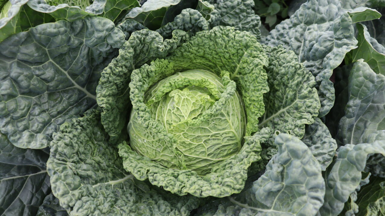 Kapusta włoska Atractum