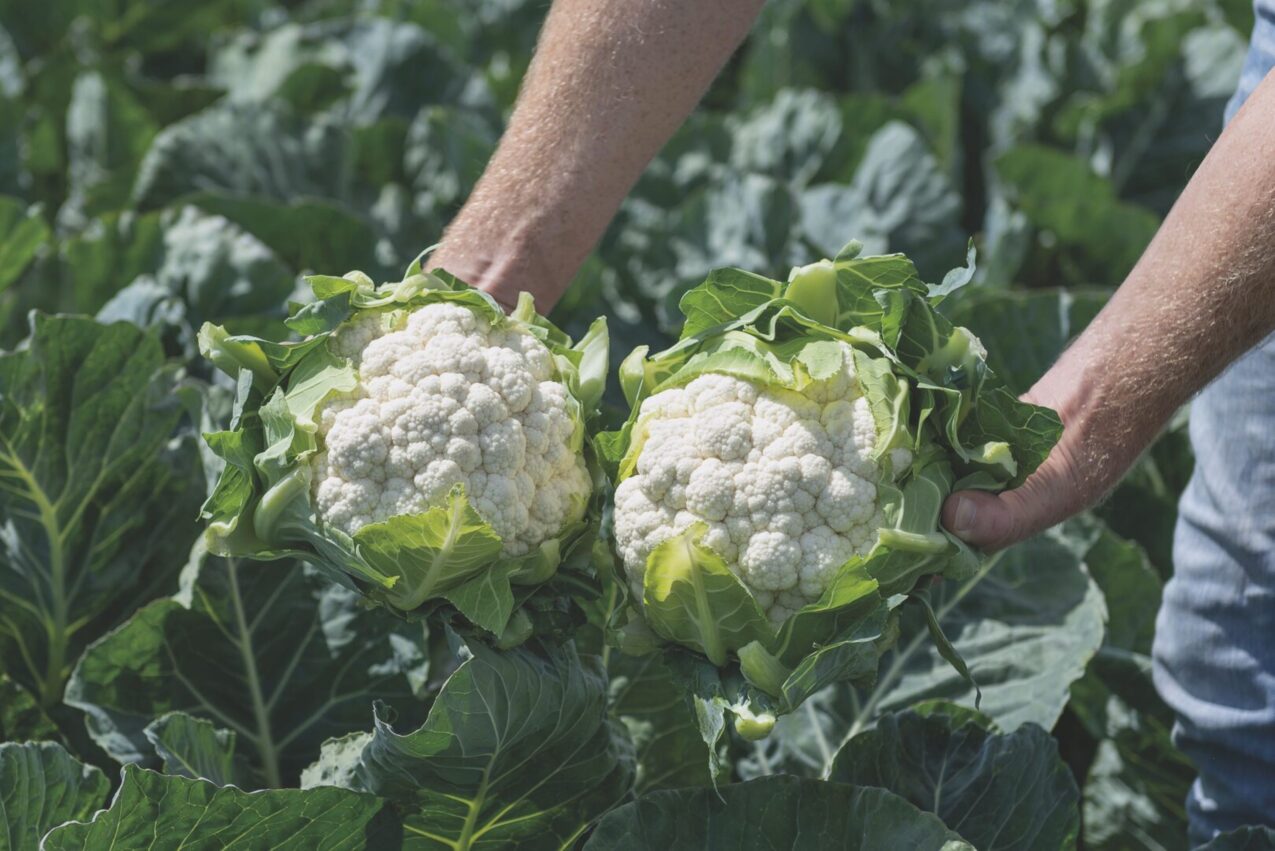 Kalafior Cantoria, fot. firmowe