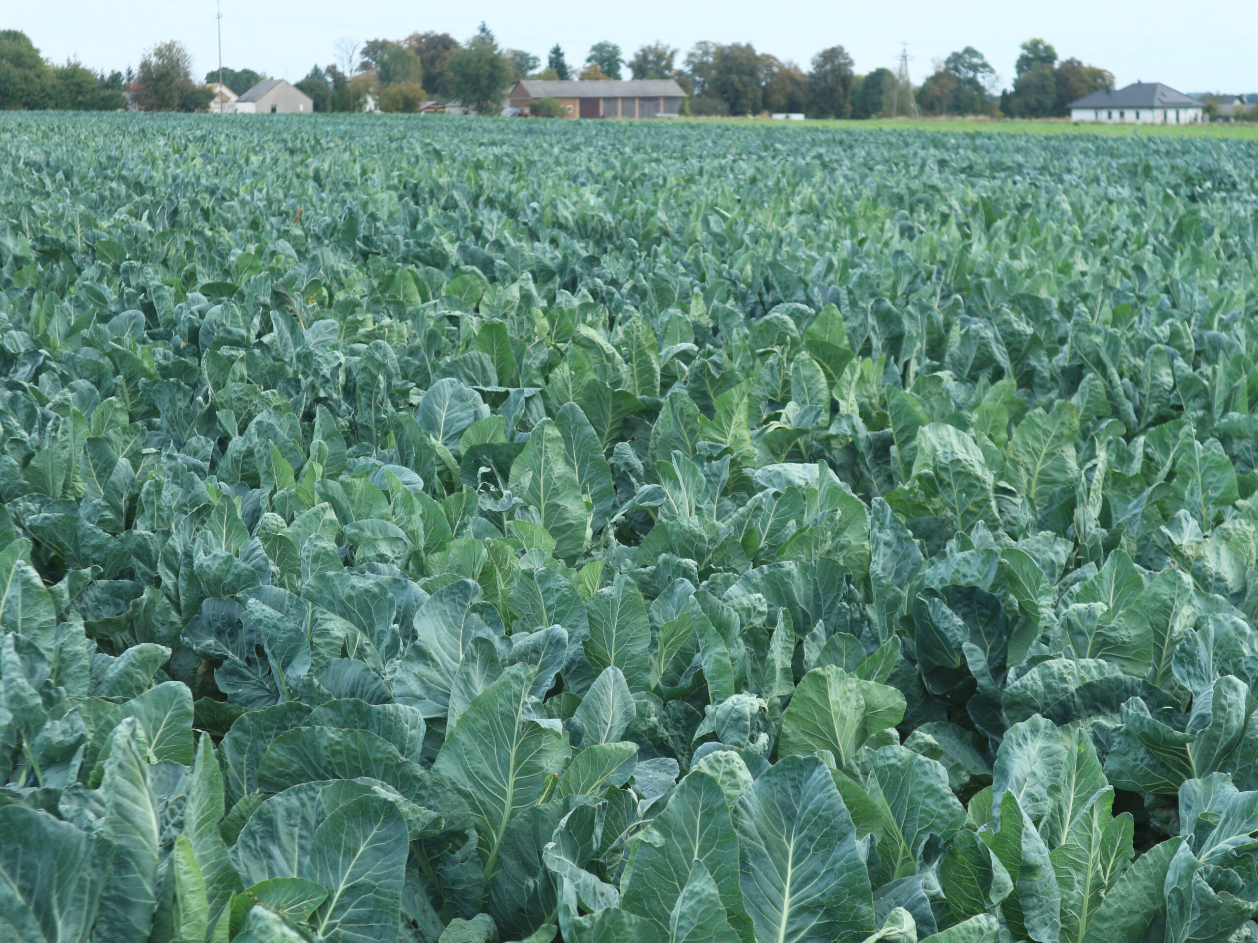 Kalafiory w polu, fot. PB, odmiany kalafiorów z Syngenty