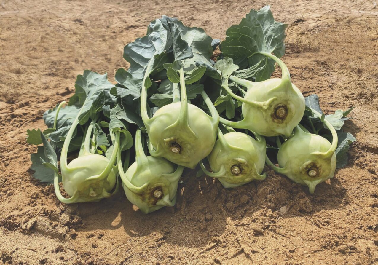 Kalarepa Kondor, fot. firmowe